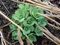 2011-0207-1320_Sedum_10,9C